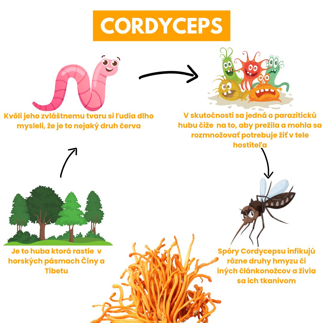 Cordyceps čo to je 